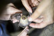 Klein und Faszinierend: Fledermäuse. Im Bild eine Wasserfledermaus (Bild: Keystone/Peter Komka)