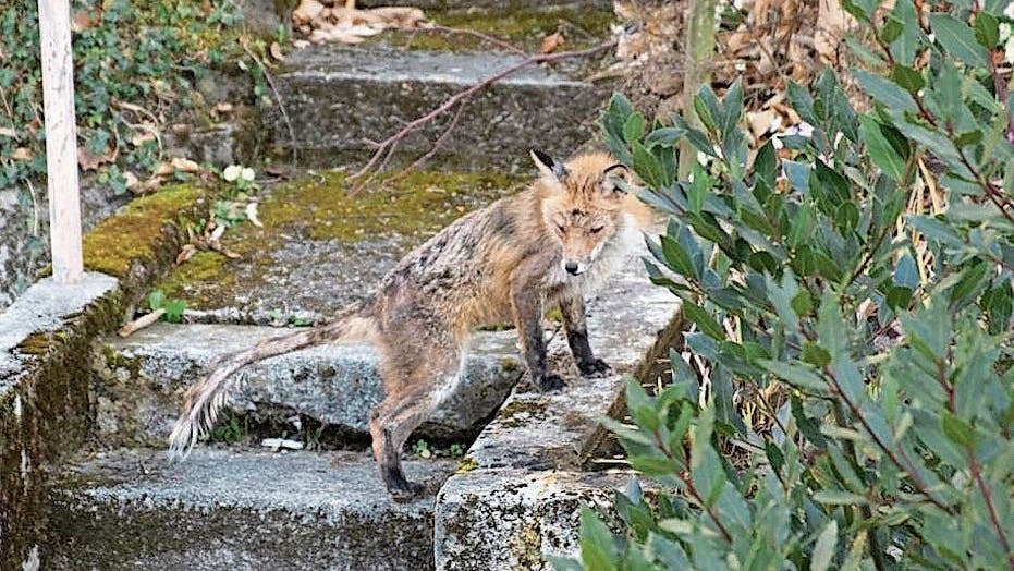 Fuchsraude Breitet Sich In Nachbarkantonen Von Zug Aus Luzerner Zeitung