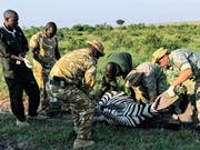 Untersuchung eines Zebras in der Masai Mara: Mathew Mutinda, Dominic Kast, Simon Seiler und weitere Kollegen. (Bild: SRF)