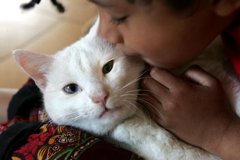 Wenn Deine Katze Im Sterben Liegt Katzenverhaltensberatung