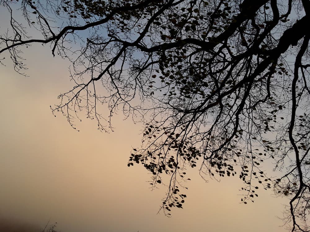 Herbstbaum auf dem Brünig. (Bild: Bruno Ringgenberg)