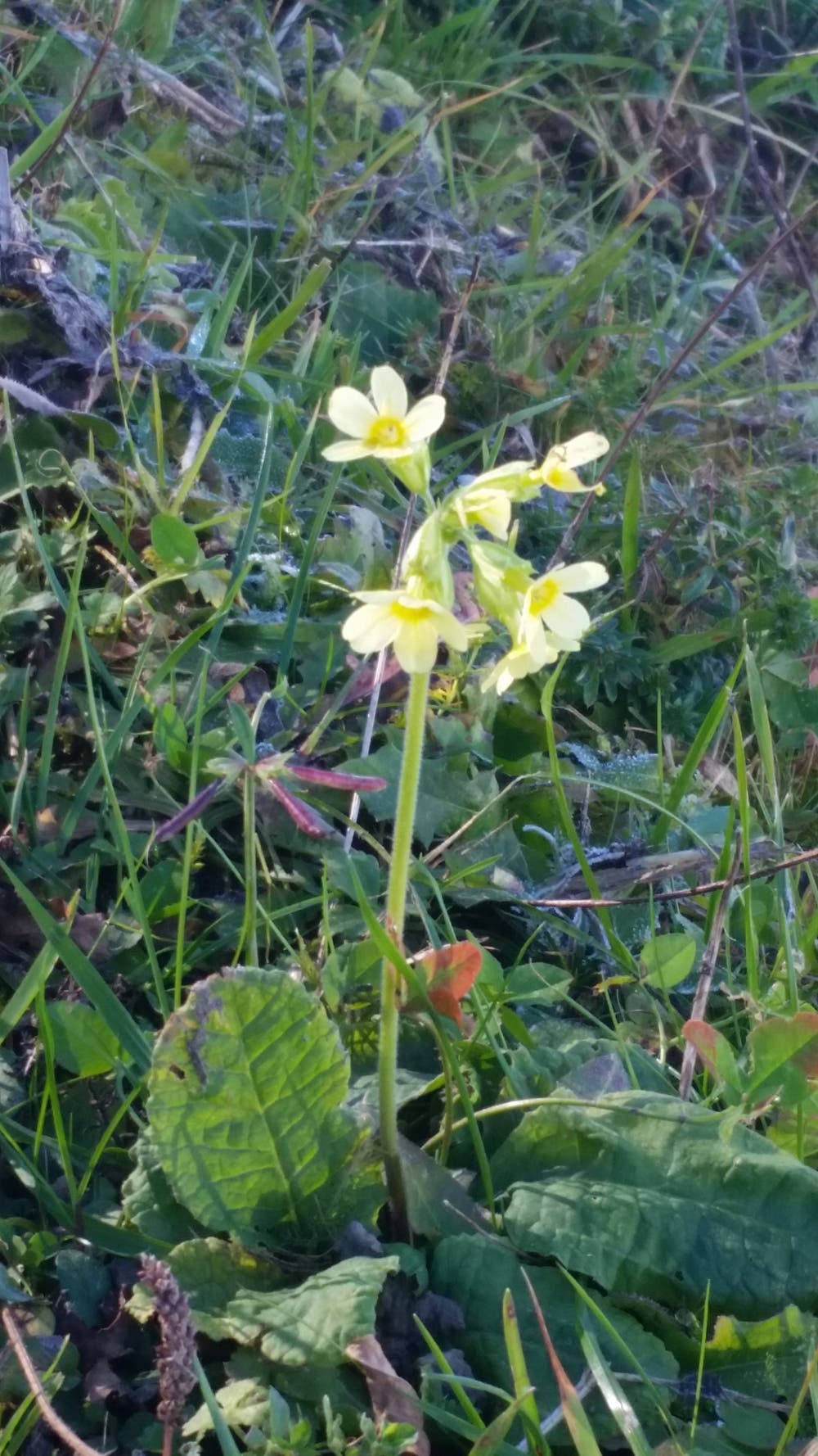 Schlüsselblümchen. (Bild: Andrea Odermatt (Wirzweli, 22. Oktober 2018))