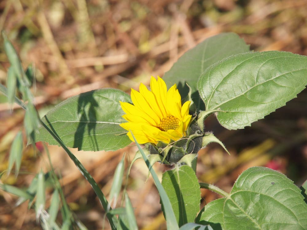 Die Sonnenblume will sich Ende Oktober noch nicht verabschieden. Sie freut sich über die Nährstoffe aus Kompost. (Bild: Rita Räber (Gelfingen, 22. Oktober 2018))