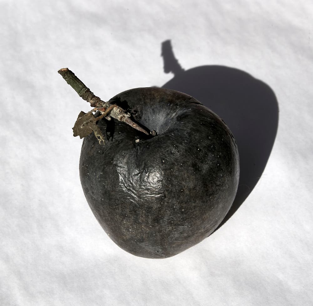 Ein schwarzer Apfel (Bild: Franz Krummenacher (Rothenburg, 24. Oktober 2018))