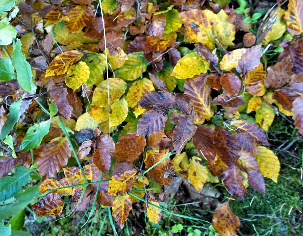 Sinfonie der Herbstfarben, mit kleiner Spinne! (Bild: Josef Habermacher)
