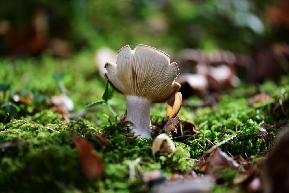 Pilze bei der Wiggernhütte im Napfgebiet. (Bild: Alfred Herzog (Napfgebiet, 23. Oktober 2018))