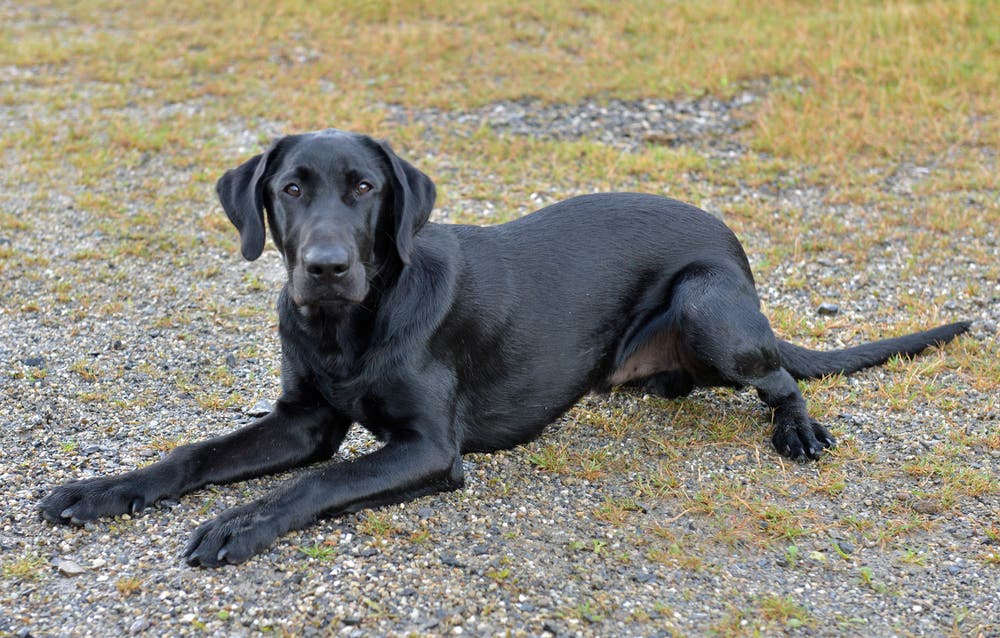 Kriens - 5. NovemberEine zivile Polizeipatrouille sieht, wie ein 33-jähriger Albaner Drogen weitergibt. Drogenspürhund Dusty kann am Wohnort des Beschuldigten weitere Drogen aufspüren. (Bild: Luzerner Polizei)