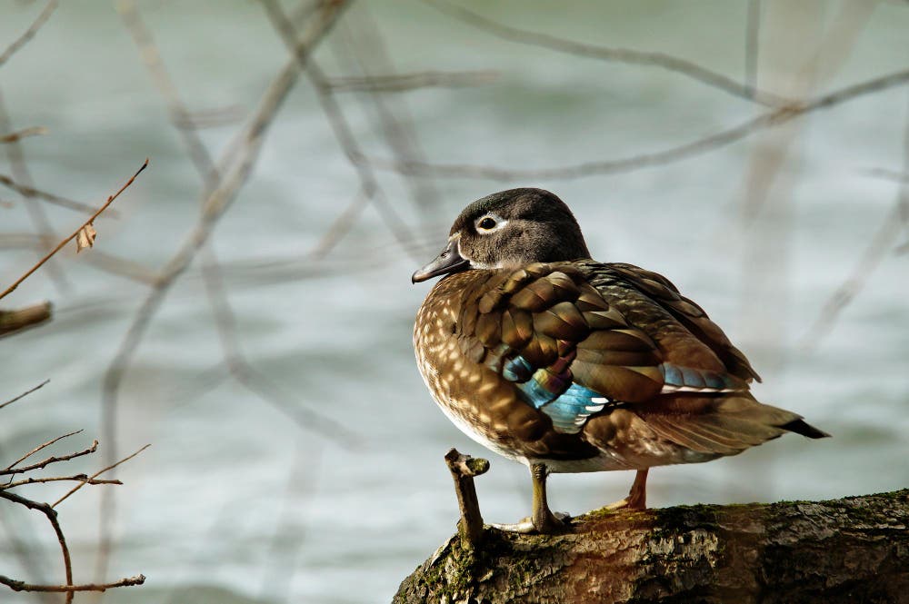 Eine Ente am Sempachersee. (Bild: Marianne Schmid (Sempach, 8. Dezember 2018))