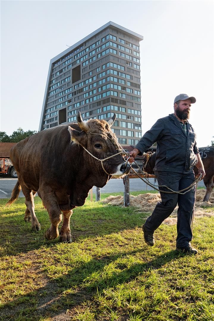 Vorbereitung für den Stierenmarkt in Zug. (Bild: Anita Imfeld-Leu (Zug, 5. September 2018))