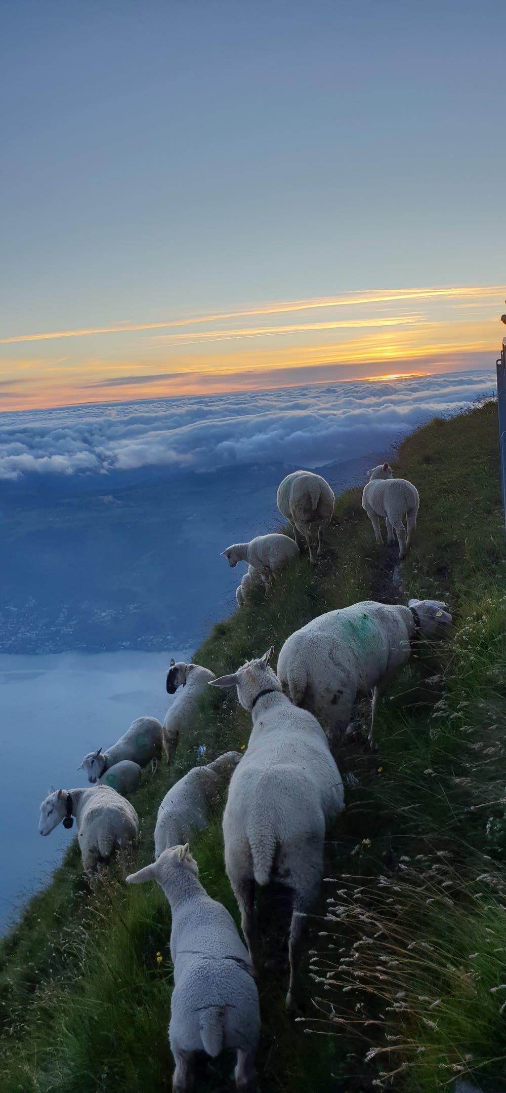 Weideplatz für Schwindelfreie! (Bild: Priska Arnold (Rigi Kulm, 29. Juli 2018))