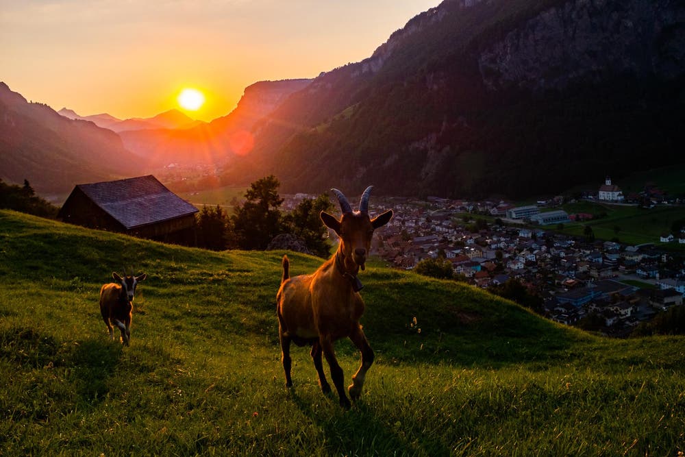 Das heisse Wetter hat auch Vorteile. Wunderschöner Sonnenuntergang in Muotathal mit gwundrigen Geissli. (Bild: Tina Schelbert (Bürglen, 25. Juli 2018))