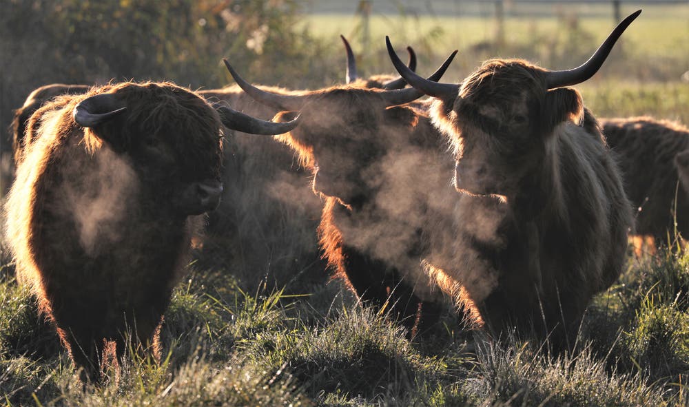 Hochlandrinder an einem kalten Herbstmorgen im Wauwilermoos. (Bild: André Egli (Wauwilermoos, 26. September 2018))