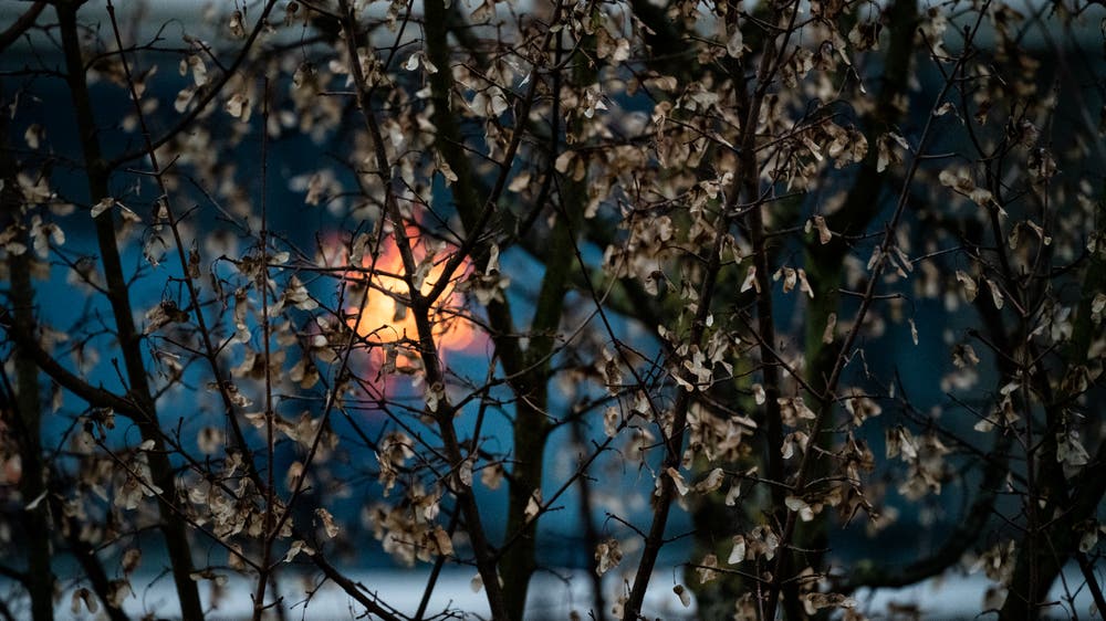 Christmas behind the tree. (Bild: Stefan Kunz (Meggen, 13. Dezember 2018))