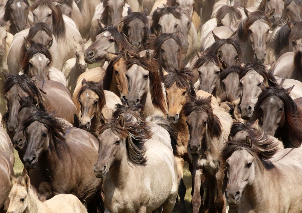 Wildpferde während dem sogenannten Wildpferdefang im Merfelder Bruch. Zum ersten Mal schriftlich erwähnt wurden die dortigen Wildpferde im 14. Jahrhundert. (Bild: Focke Strangmann/EPA (Dülmen, 26. Mai 2018))