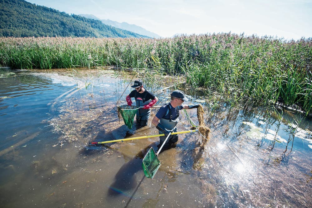Forscherfreude: Um die Artenvielfalt untersuchen zu können, werden am Alpnachersee von Mitarbeitern von Aqua Bios Fische für eine Zählung aus dem Wasser geholt. (Bild: Keystone/Urs Flüeler (11. September 2018))