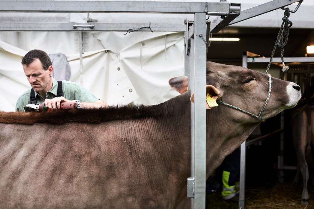 «Frisierte Rinder in Engelberg. Es war speziell zu sehen, wie viel Wert die Züchterinnen und Züchter, Bäuerinnen und Bauern auf das perfekte Styling legten.»Bild: Jakob Ineichen, 4. Mai 2018