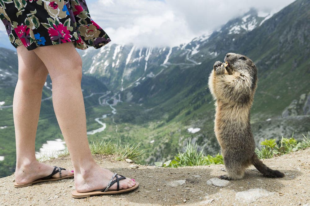 Eine Touristin speist auf dem Furkapass ein Murmeltier. (Bild: Keystone / Dominic Steinmann)