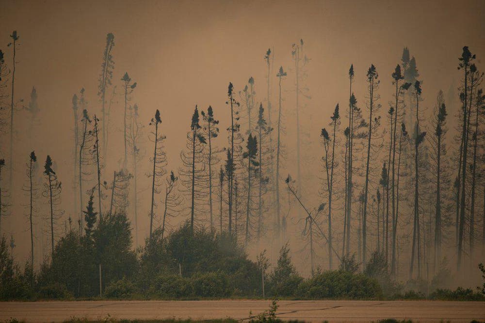 Die Bäume sind zerstört. Nach dem Grossbrand in der Nähe von La Ronge in Kanada liegt eine Nebelschicht in der Luft. (Bild: AP / Corey Hardcastle)