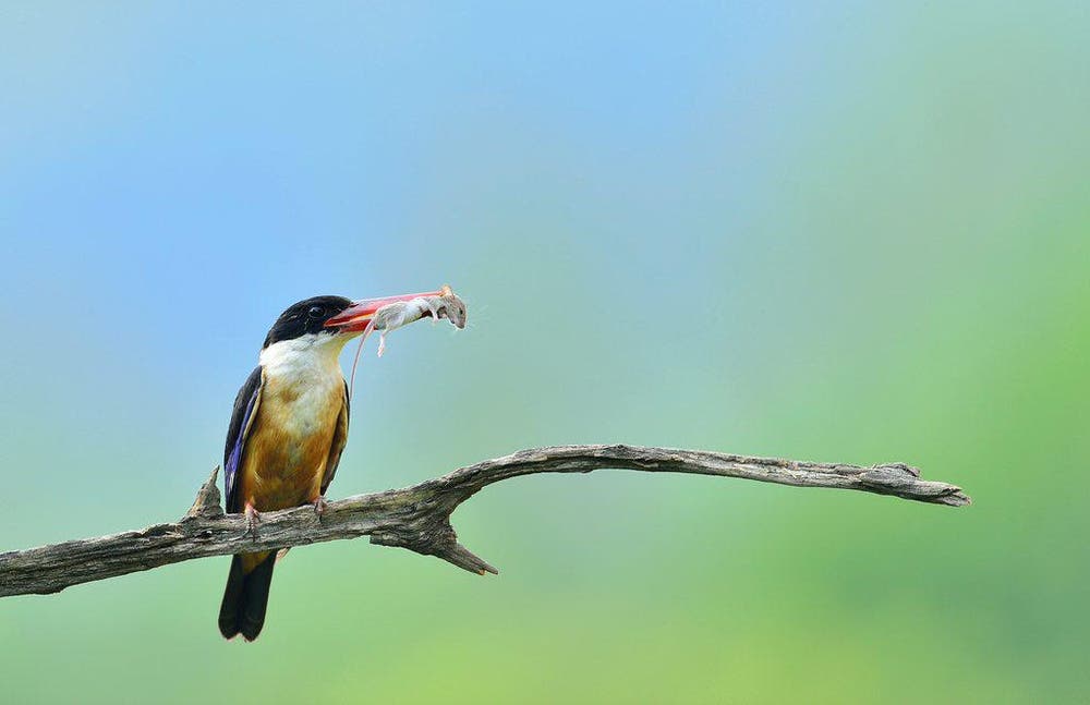Ein Eisvogel mit Beute, fotografiert in Südkorea. (Bild: EPA / Kim Jae-Sun)