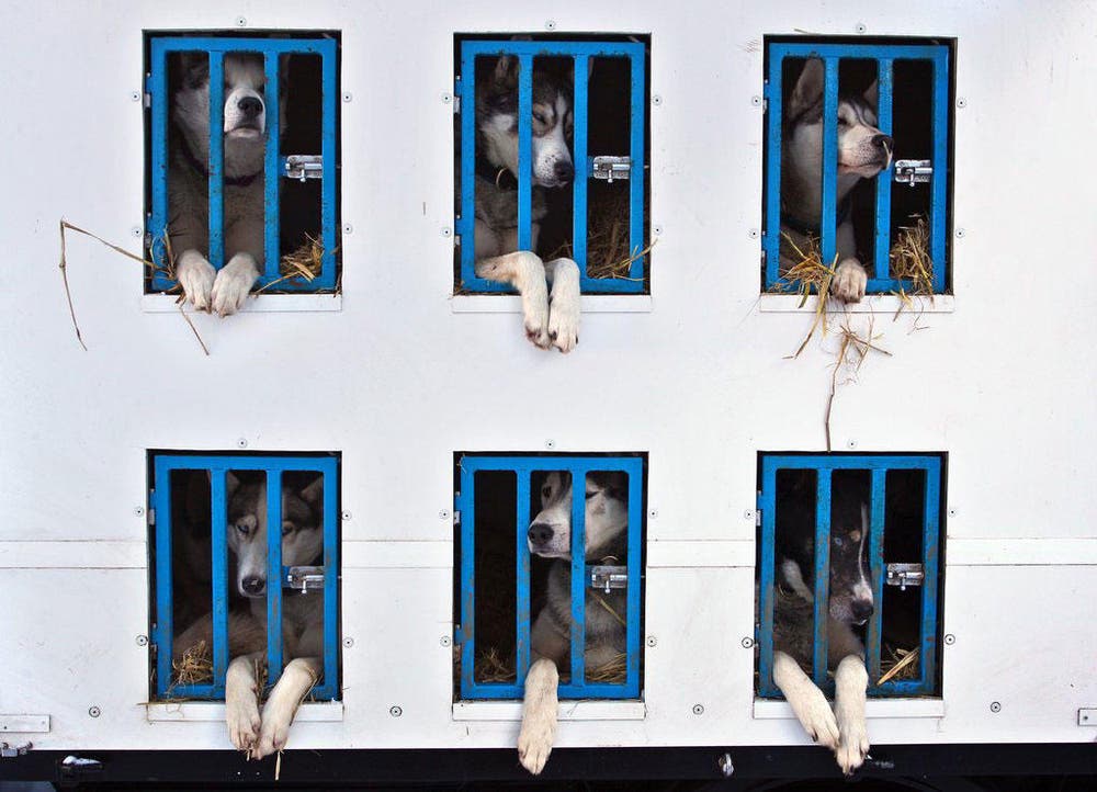 Hunde warten auf ihren Einsatz vor einem Schlittenrennen in Unterjoch / Deutschland. (Bild: EPA / Karl-Josef Hildenbrand)