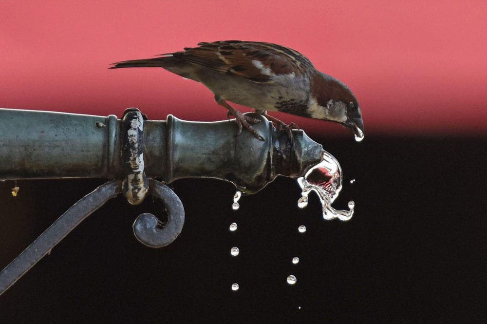 Ein Spatz trinkt Wasser aus einem Brunnen in Freiburg / Deutschland. (Bild: EPA / Patrick Seeger)