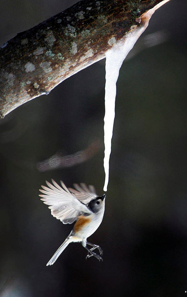 Eine Meise schnappt sich einen Schluck Wasser, das an einem Eiszapfen, der an einem Ahornbaum angewachsen ist, heruntertropft. (Bild: AP / Greg Derr)