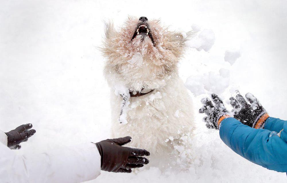Weissrussen spielen mit einem Hund nach Schneefällen in Minsk. 20 Prozent der für den Monat Januar üblichen Niederschlagsrate fiel am 23. Januar. (Bild: EPA / Tatyana Zenkovich)