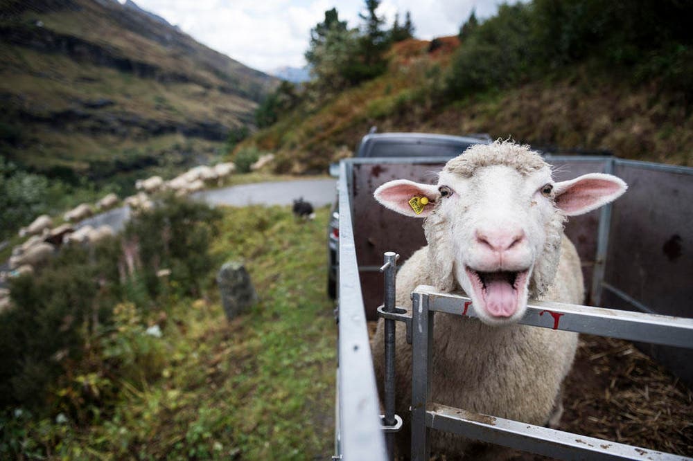 650 Schafe werden von der Canalalp nach Vals getrieben, wo sie bei der «Schafteilet» auf ihre Besitzer aufgeteilt werden. (Bild: Keystone / Gian Ehrenzeller)