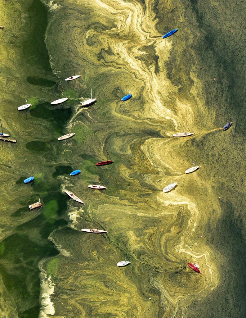 Luftaufnahme von Segelbooten auf dem Starnbergersee. Wegen den Pollen hat sich das Wasser gelb verfärbt. (Bild: EPA / Peter Kneffel)
