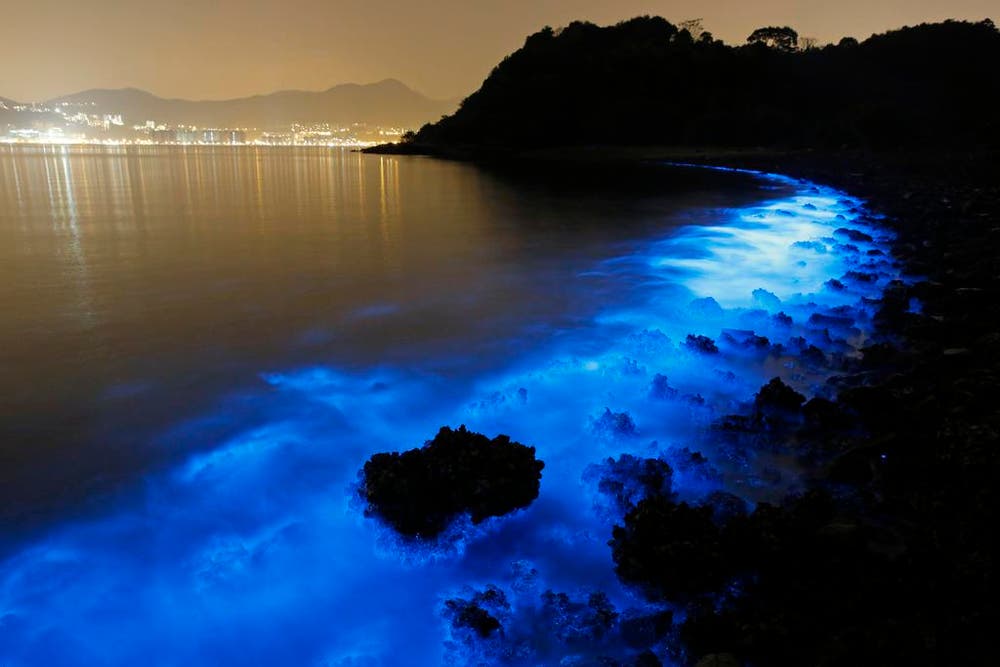 Algenblüte glühten entlang einer Küste in der Nähe von Hong Kong. (Das Foto wurde mit einer langen Beleuchtungszeit gemacht). (Bild: AP / Kin Cheung)