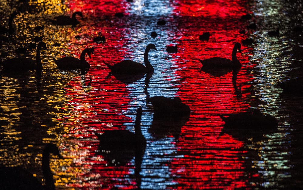 Silhouetten von Schwänen auf der Moldau in Prag. (Bild: EPA/FILIP SINGER)