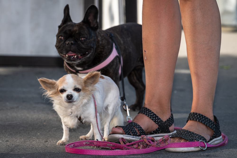 Diese Besucher sind eher etwas skeptisch (Bild: Christian H. Hildebrand, 23. Juni 2018).