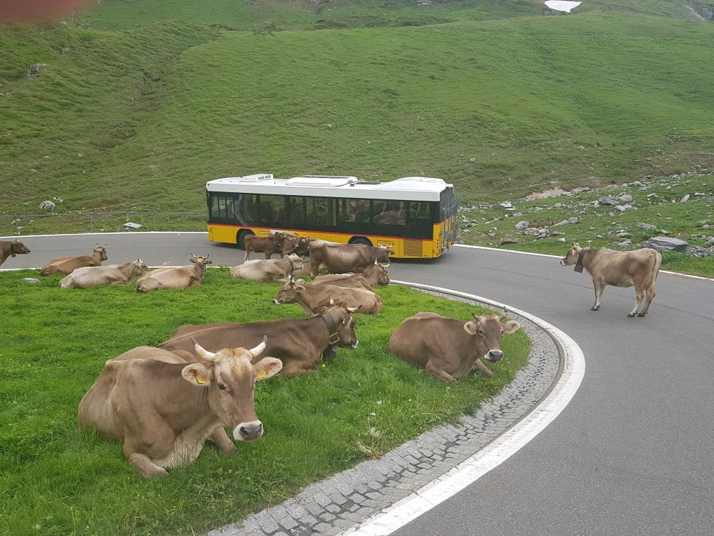 Idylle pur auf und neben der Passstrasse vom Klausenpass her Richtung Urnerboden. Die Kühe lassen sich trotz Verkehr nicht aus der Ruhe bringen. (Bild: Daniel Baumann, 4. Juli 2018)