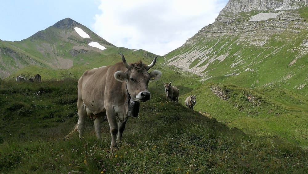Aufgenommen wurde das Bild mit den weidenden Kühen im Gebiet «Bei den Seelenen» auf der Alp Oberbolgen im Isental. (Bild: Josef Arnold, 23. Juli 2018)