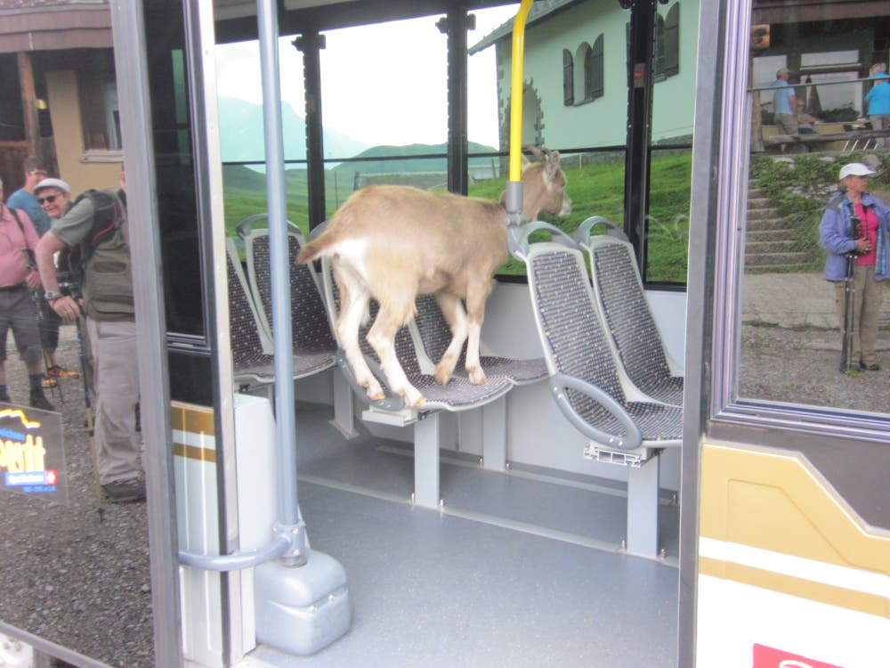 Ein spezieller blinder Passagier hat das Frutt-Zügli auf Tannalp bestiegen. (Bild: Hans Hug)