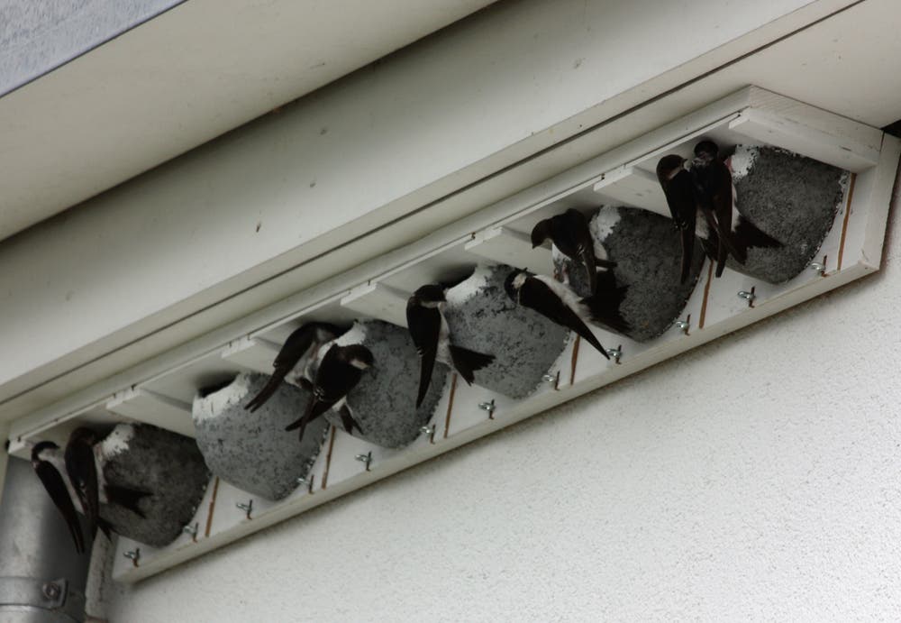 Wohnungsbesichtigung der Mehlschwalben bei den letztes Jahr montierten Nestern. (Bild: Lucia Risi)