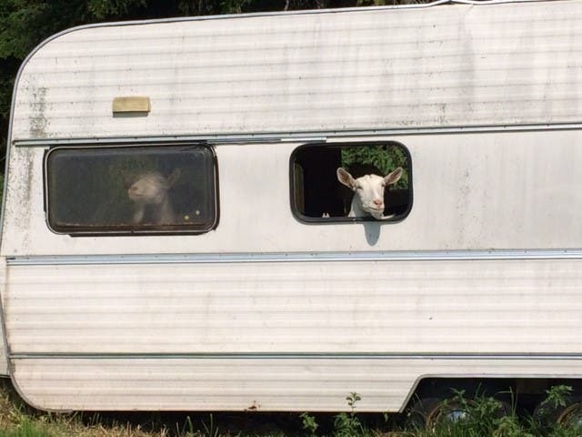 Hier kommt auch für Geissen Ferienstimmung auf. Sie grüssen aus dem Wohnwagen. (Bild: Maya Gander)