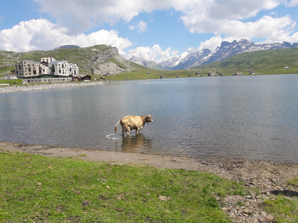 Diese Kuh geniesst nicht nur das Wasser im erfrischenden Melchsee, sondern sorgt gleich selber noch für «Nachschub». (Bild: Martha Sona)