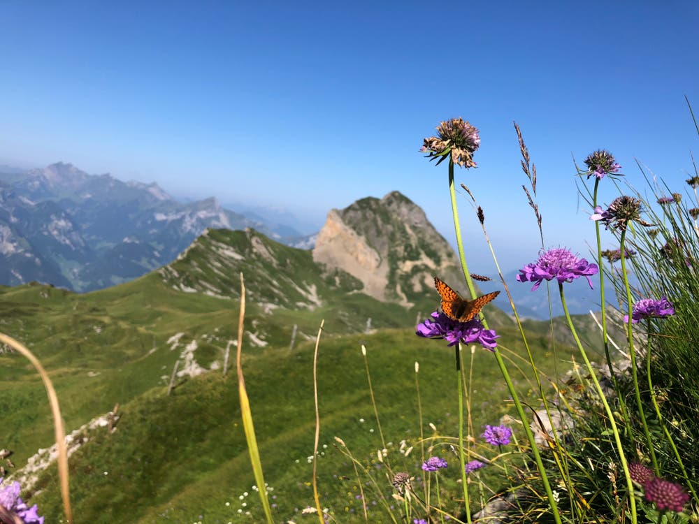 Diese Sommerblumen mit Schmetterling und dem Diepen im Hintergrund hat die Fotografin am 3. August auf dem Siwfass Richtung Schön Chulm festgehalten. (Bild: Lynn Aeschlimann)