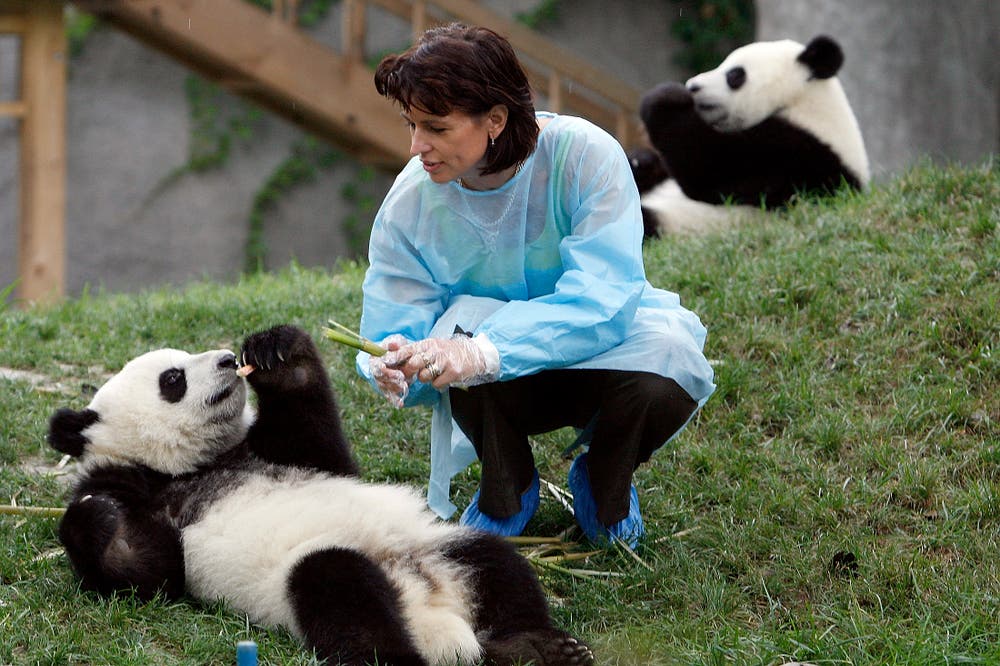 Doris Leuthard füttert einen jungen Panda. (Bild: Alessandro Della Bella (Chengdu, 12. Juli 2007))