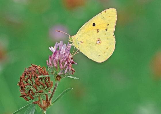 Die Flügel verraten den Namen dieses Falters, gesehen im Naturschutzgebiet Gnappi in Stans: Goldene Acht. (Bild: Bruno Schuler)