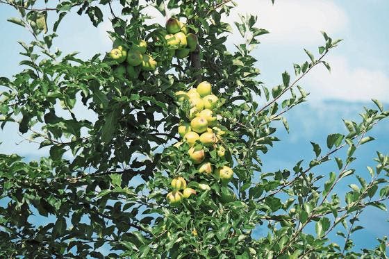 Die Sommerhitze brachte dem Bauern in Oberdorf grosse Ernte. (Bild: Edith Pargger)
