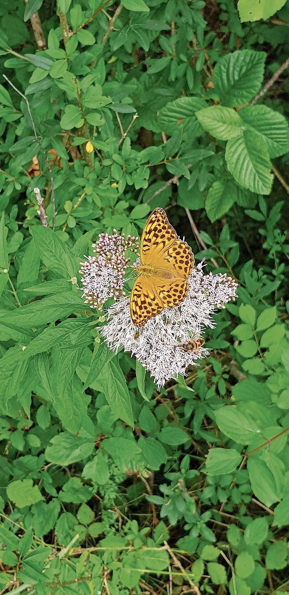 Falter zum Dritten: Dost mit Schmetterling und Biene, gesehen in Giswil unter dem Rietlisteg. (Bild: Sonja Küchler)
