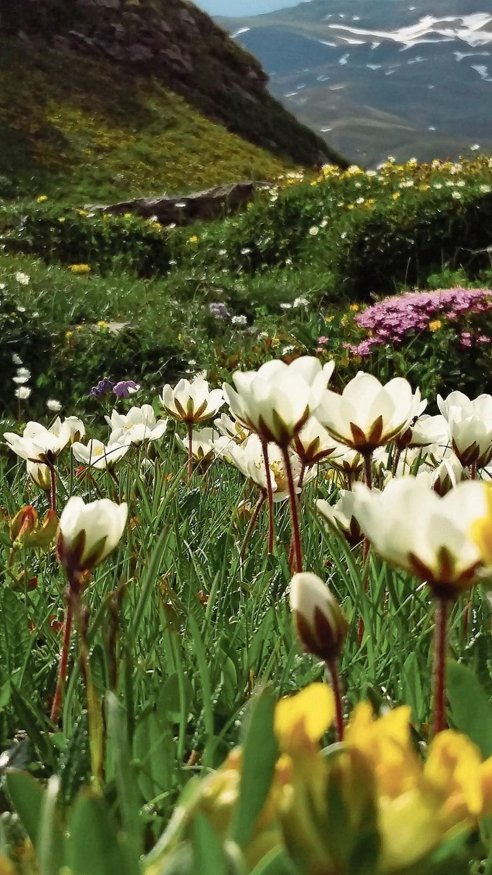 Diese wunderbare reichhaltige Alpenflora blühte auf Melchsee-Frutt. (Bild: Danielle Berchtold)