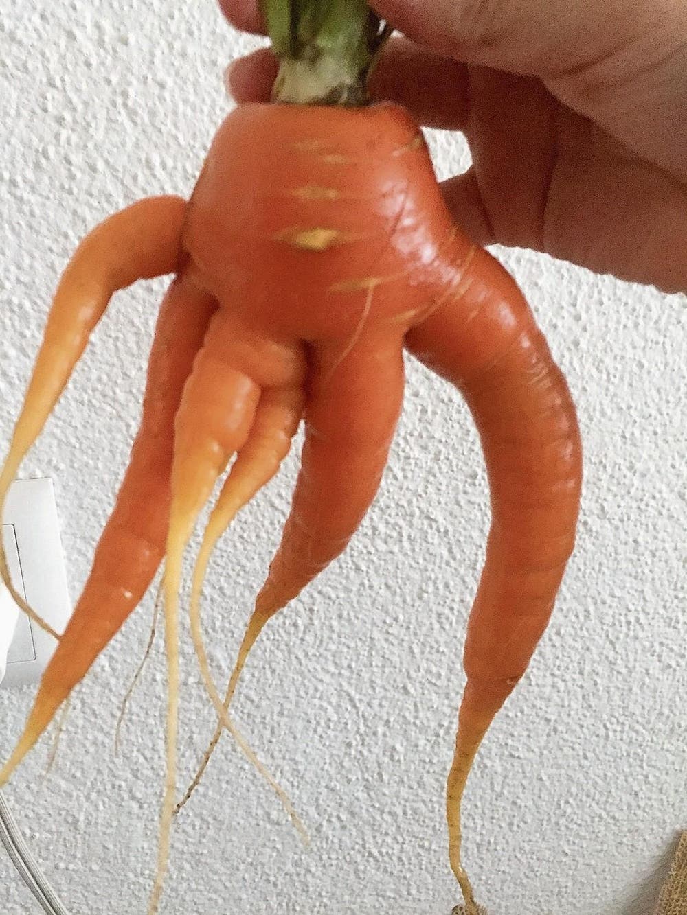 In ihrem Garten in Dallenwil fand unsere Leserin diese Laune der Natur: ein siebenbeiniges Rüebli. (Bild: Lisbeth Küttel)