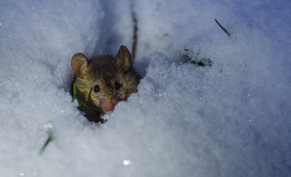 Spitzmaus auf dem Morgenspaziergang im frischen Schnee. (Bild: Emanuel Niederhauser, 10. Januar 2019)