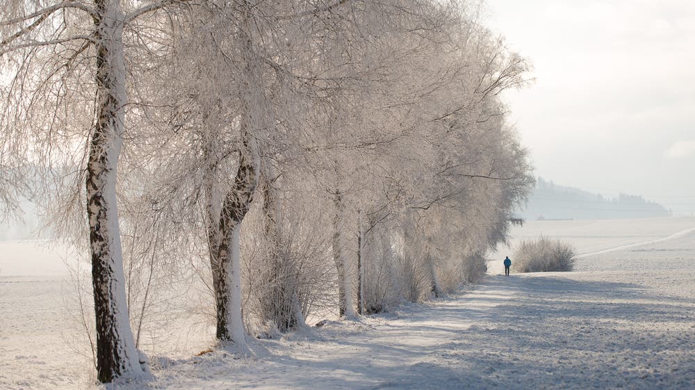 Spaziergang mir Hund. (Bild: Priska Ziswiler-Heller (Wauwilermoos, 18. Januar 2019))