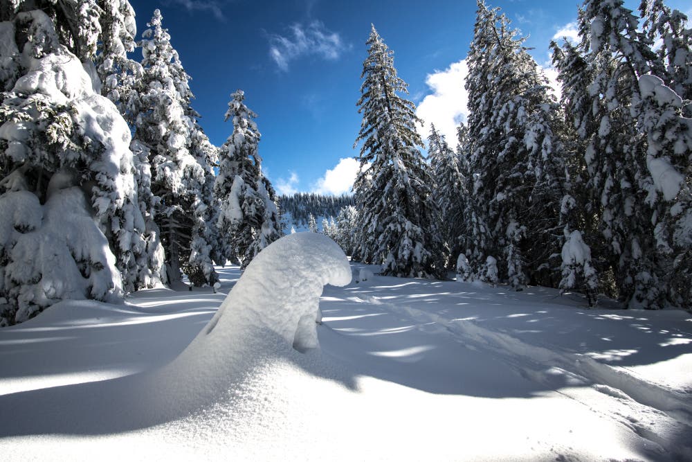 Verschneite Wälder und hat es noch Eisbären? (Bild: Vinzenz Blum (Schrotenegg Glaubenberg, 15. Januar 2019))
