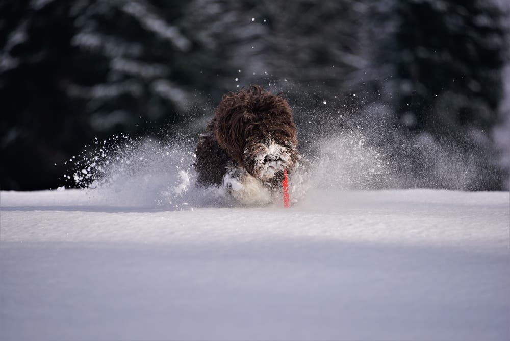 Hündin Babette tollt im Neuschnee herum. (Bild: Alfred Herzog (Luthern, 29. Januar 2019))