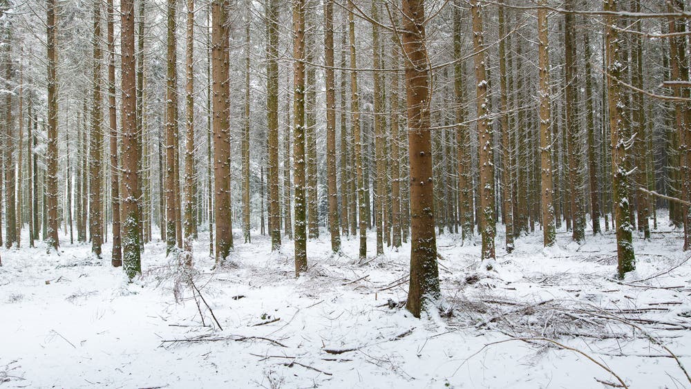 Baumlabyrinth im Zuswilerwald. (Bild: Priska Ziswiler-Heller (Ettiswil, 5. Januar 2019))